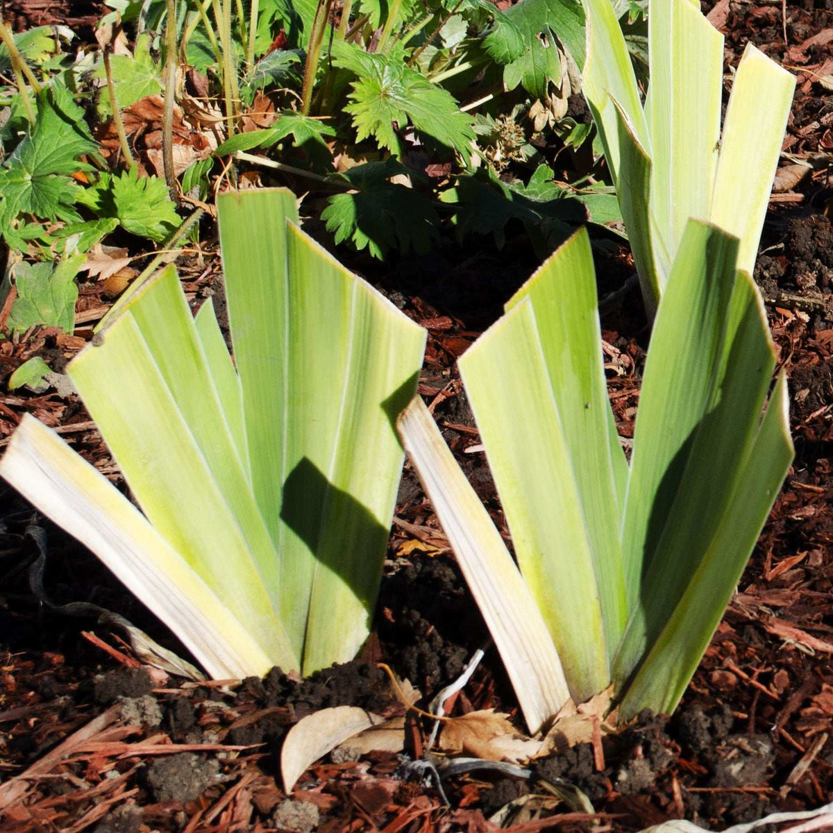 Immortality Iris Plant Fragrant Reblooming Potted Quart Pot