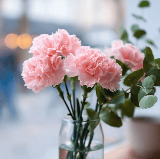 La France Carnation – 50 Seeds