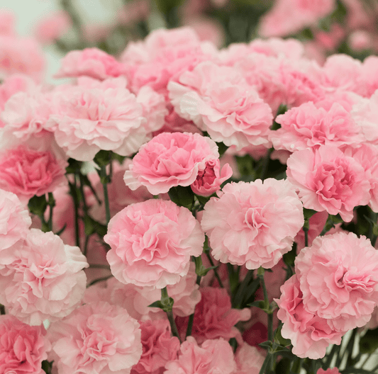 La France Carnation – 50 Seeds