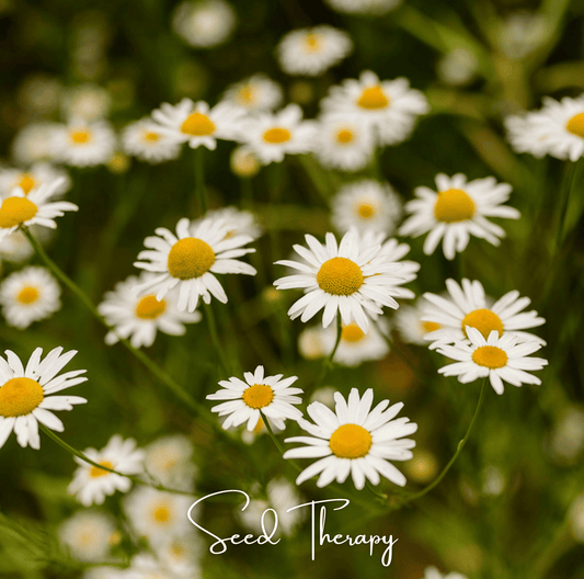 Roman Chamomile – 300 Seeds