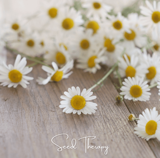 Roman Chamomile – 300 Seeds