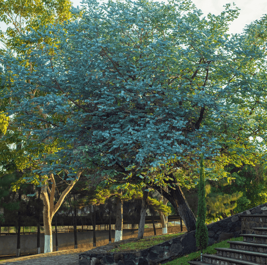 Silver Dollar Eucalyptus – 20 Seeds