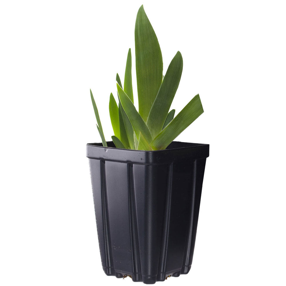 Gypsy Lord Bearded Iris Quart Pot