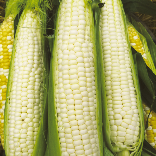 Silver Queen Corn Seeds - Non-GMO - 90 Days to Maturity - Sweet White Kernels - USDA Zones 2-10 - Perfect for Late-Season Harvest