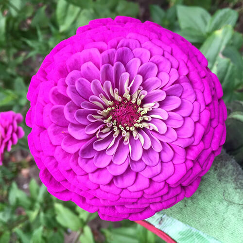 Purple Prince Zinnia Seeds | Non-GMO | 50-1,000 Seeds | Rosy Purple Blooms | Tall Cut Flowers | USDA Zones 1-10 |