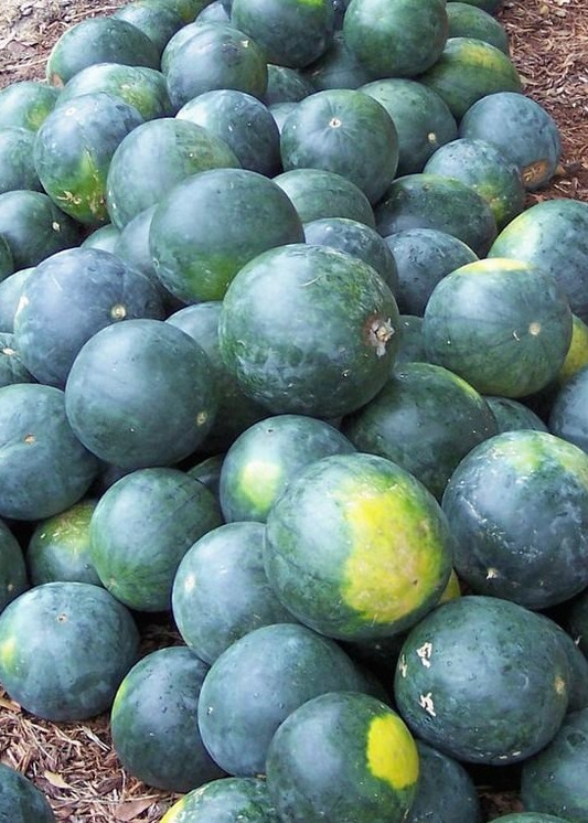 Sugar Baby Watermelon Seeds | Heirloom, Non-GMO | 6-12 lb Fruit | 80 Days | USDA Zones 3-10 |