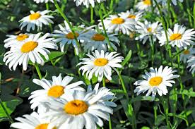 Shasta Daisy Seeds | Non-GMO | 200-4,000 Seeds | White Flowers with Yellow Centers | Perennial | USDA Zones 4-9 |