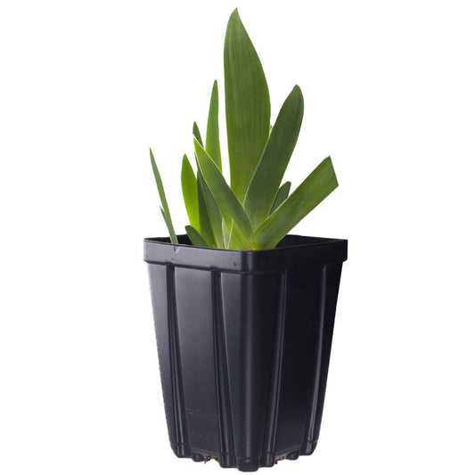 Immortality Iris Plant Fragrant Reblooming Potted Quart Pot